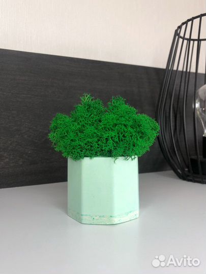 Кашпо со стабилизированным мхом