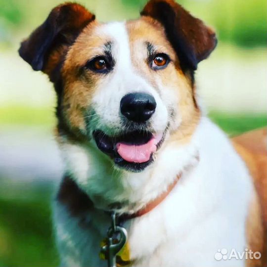 Барбаре с красивыми глазами очень нужен дом