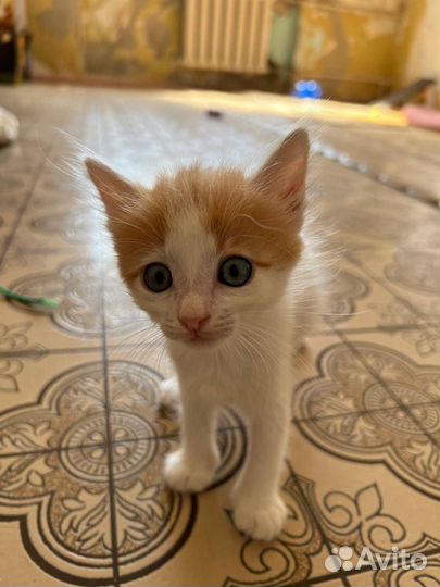 Отдам в добрые руки