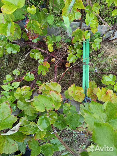Виноград Изабелла взрослый плодоносящий куст