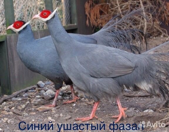 Синий ушастый фазан