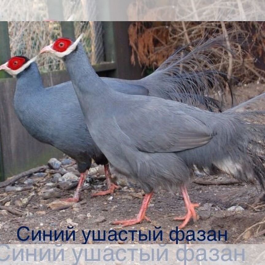 Синий ушастый фазан