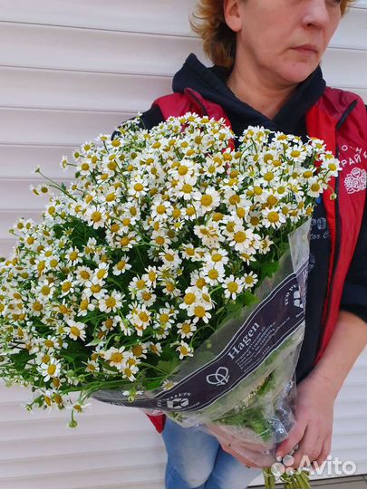 Доставка цветов и букетов розы кения