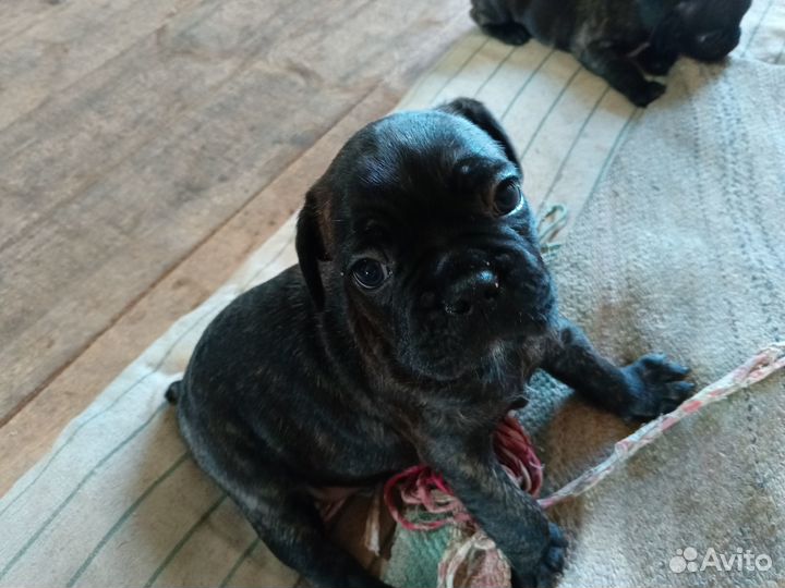 Французский бульдог щенки