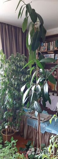 Большой Фикус Робуста