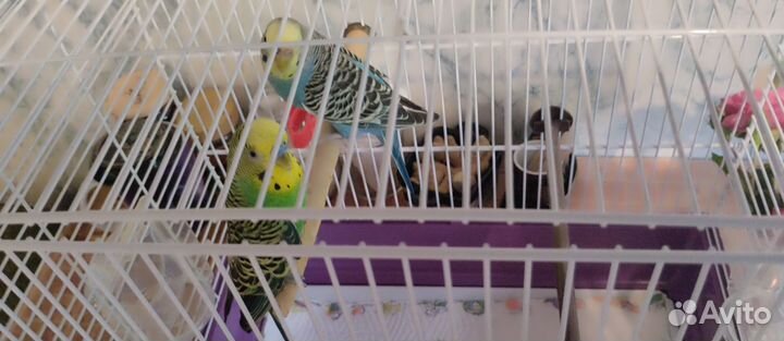 Клетка попугай