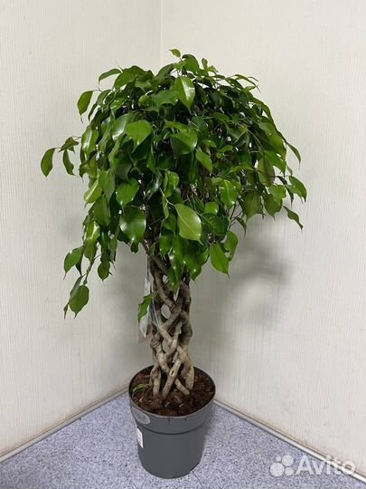 Фикус бенджамина цилиндр H 100 см