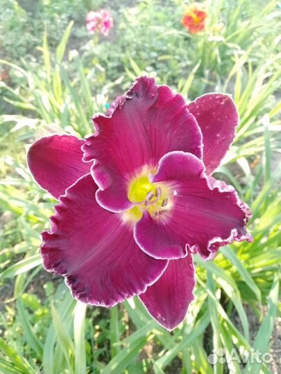 Лилейники сортовые