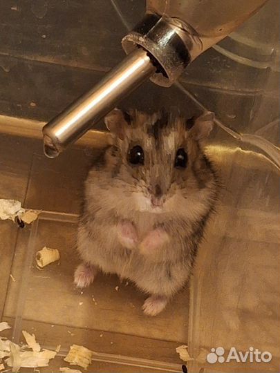 Сирийский хомяк