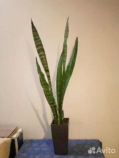 Цветок в напольном горшке