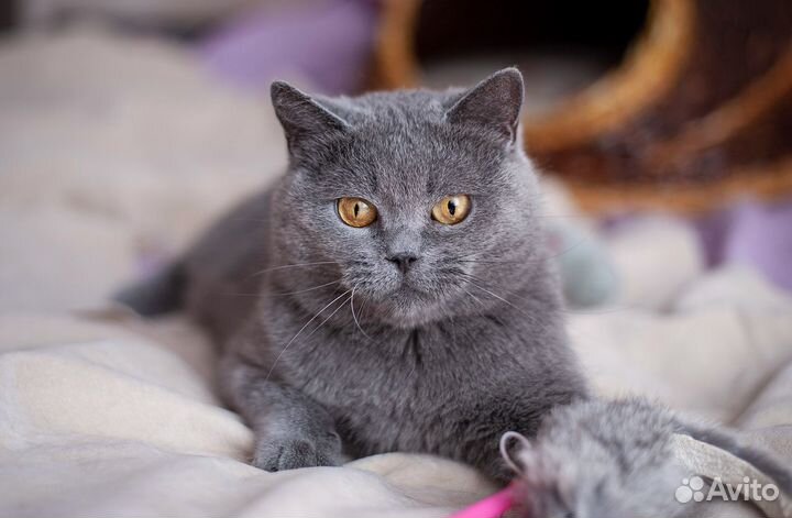 Британка ищет дом