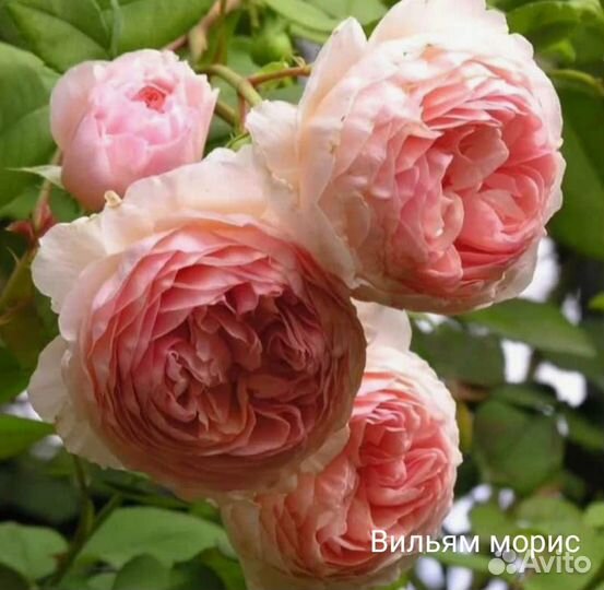 Розы. Кусты роз