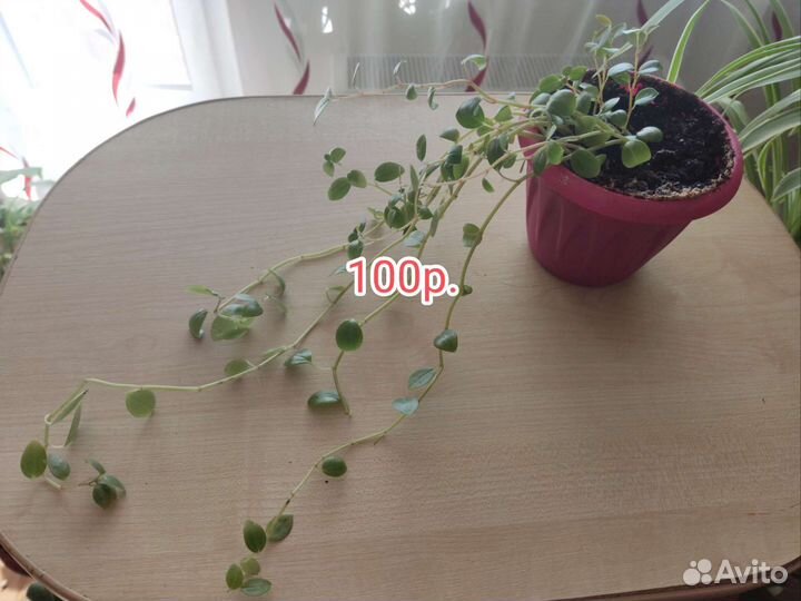 Пеперомия и финик