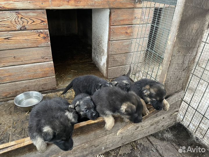 Щенки восточноевропейской овчарки