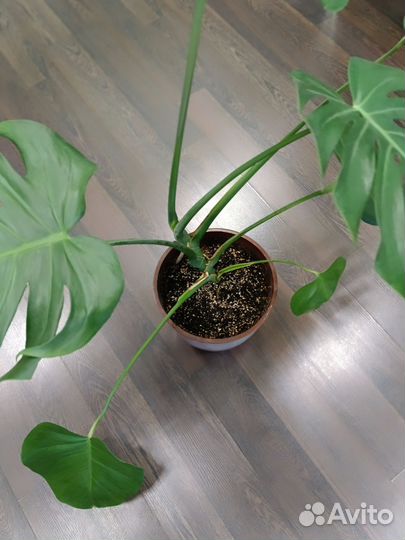 Монстера делициоза и другие растения