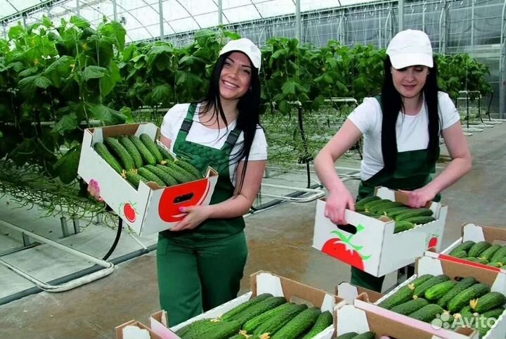 Работа на теплица и склад (день и ночь)