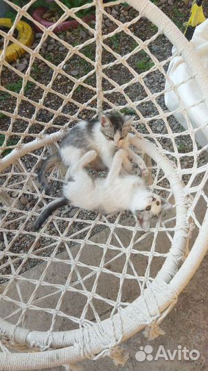 Отдам котят милашек
