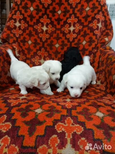 Щенки мальтезе