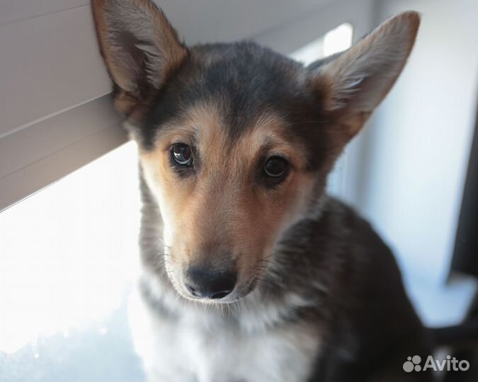 Девочка Маруся, щенок