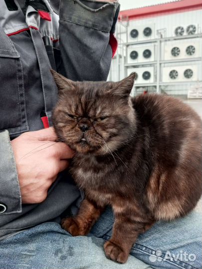 Кот в добрые руки