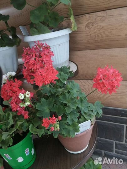 Пеларгония герань