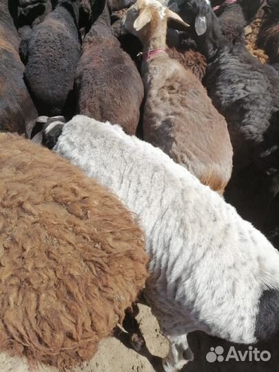 Овцы, бараны на мясо 110 голов
