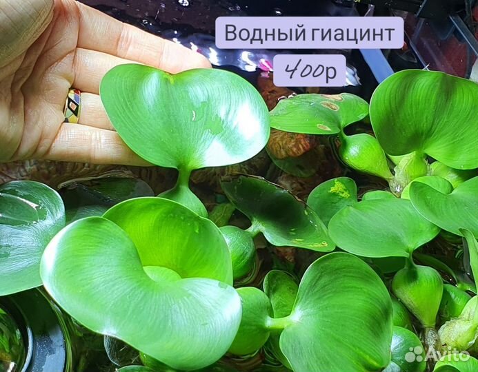 Аквариумные растения