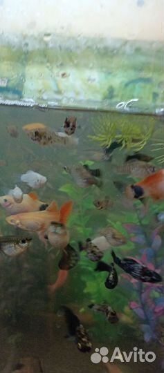 Большой выбор мирных рыбок