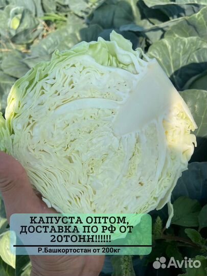 Капуста опт от 20 тонн