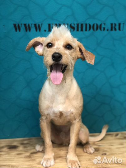 Стрижка собак / Стрижка кошек / Груминг студия