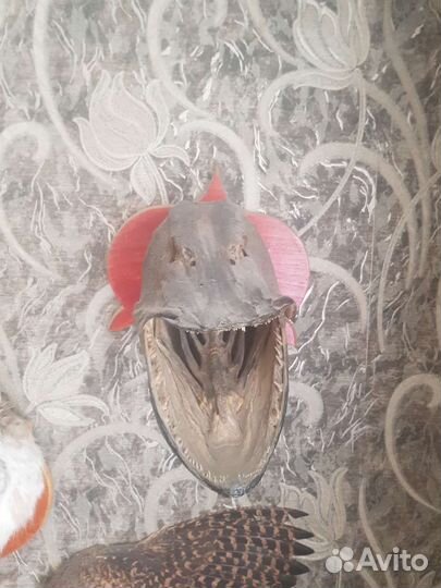 Голова щуки