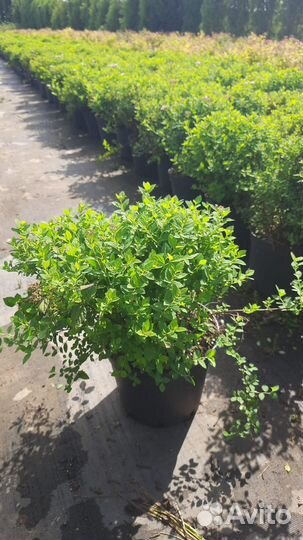 Саженцы спиреи. Спирея Литл принцесс