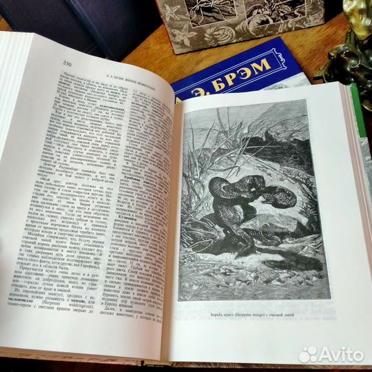 А.Э. Брэм Жизнь животных