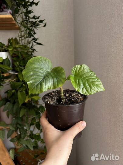 Фикус, сингониум, сциндапсус, филолендрон