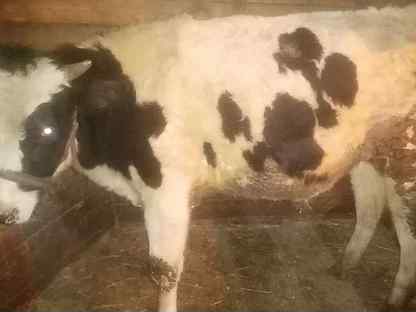 Сколько стоит бычок. Возраст бычка. Телочка 3 месяца фото. 10 месячный бычок. Продается бычок.