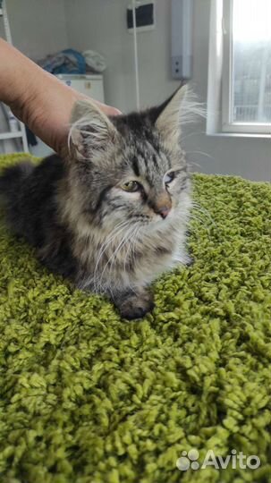 Котик бесплатно в добрые руки