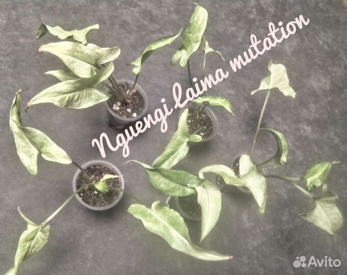 Сингониумы с подарком