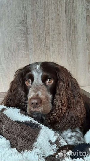 Вязка кобель