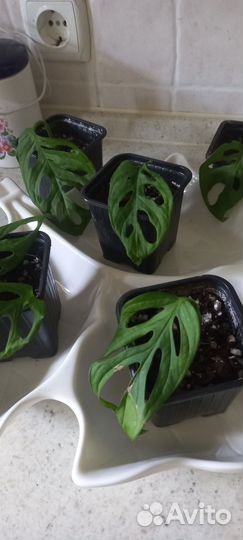 Монстера манки и другие малыши