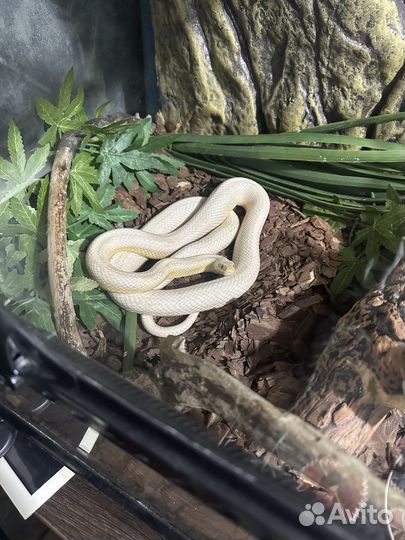 Маисовый полоз snow motley
