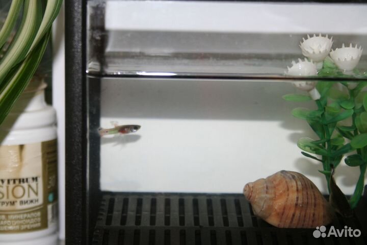 Аквариум 1 л, нагреватель