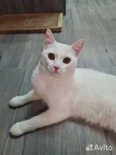 Котики бесплатно