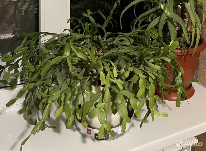 Комнатные растения/цветы (Декабрист)