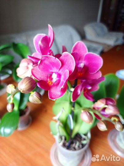 Орхидея Cute Holly мультифлора арома цветет