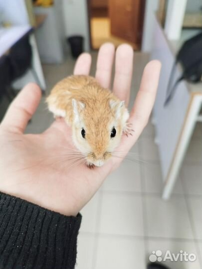 Монгольская песчанка