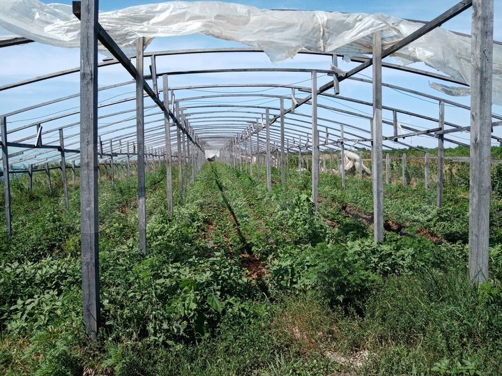 Участок 6,56 га (СНТ, ДНП)