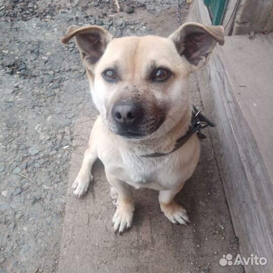 Мини собаки