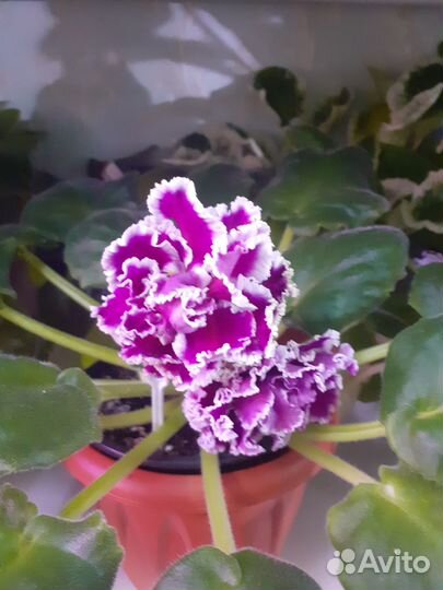 Черенки сортовых фиалок