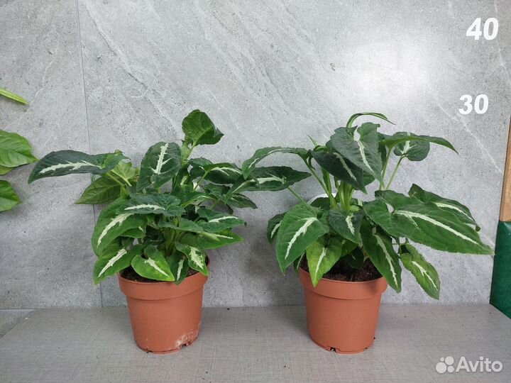 Сингониум Wendlandii 12/25
