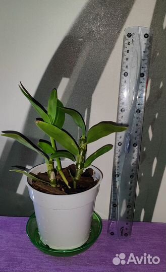 Орхидея дендробиум